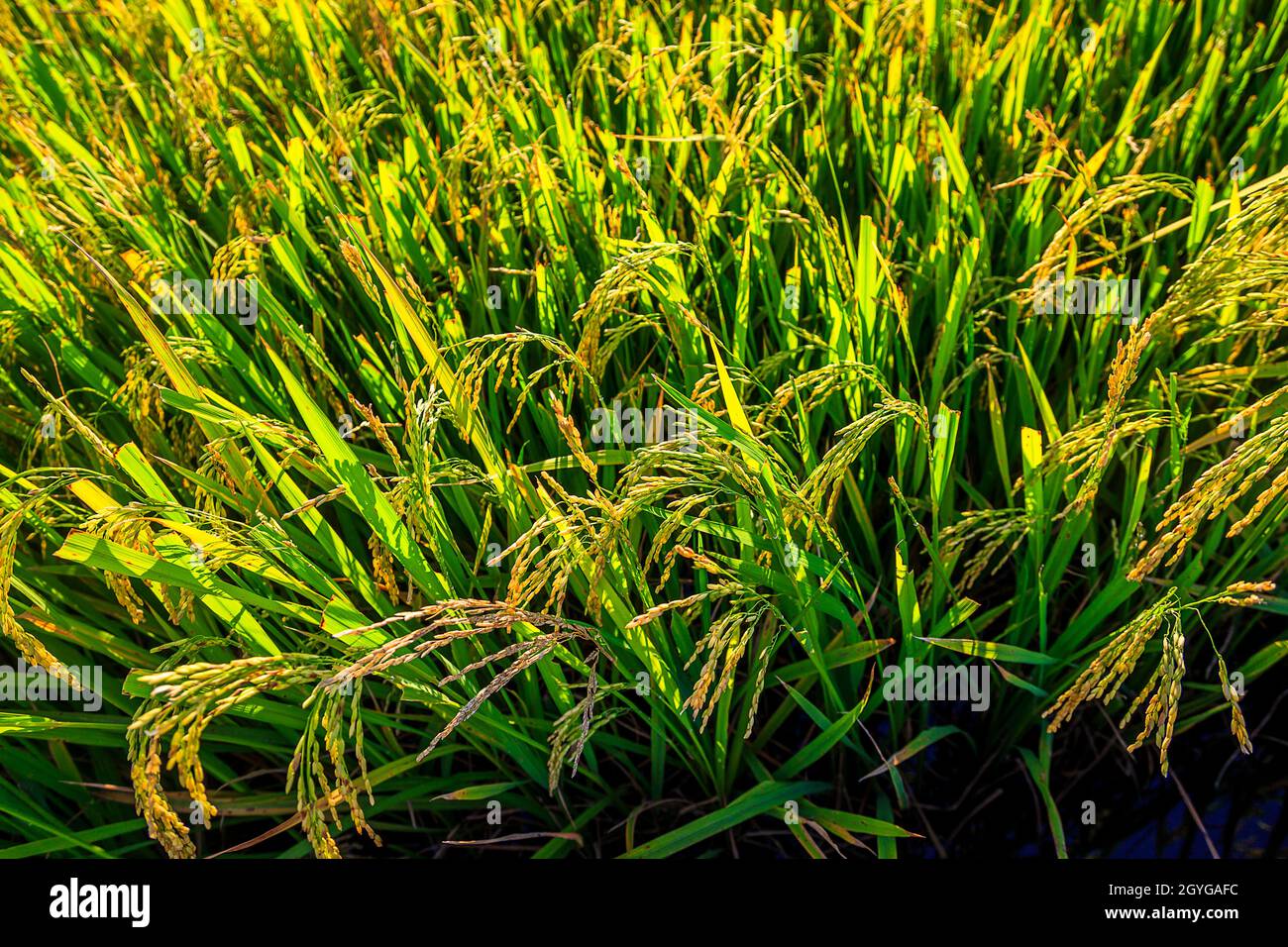 Nahaufnahme von Reiskörnern nahe der Ernte, grün und golden. Stockfoto