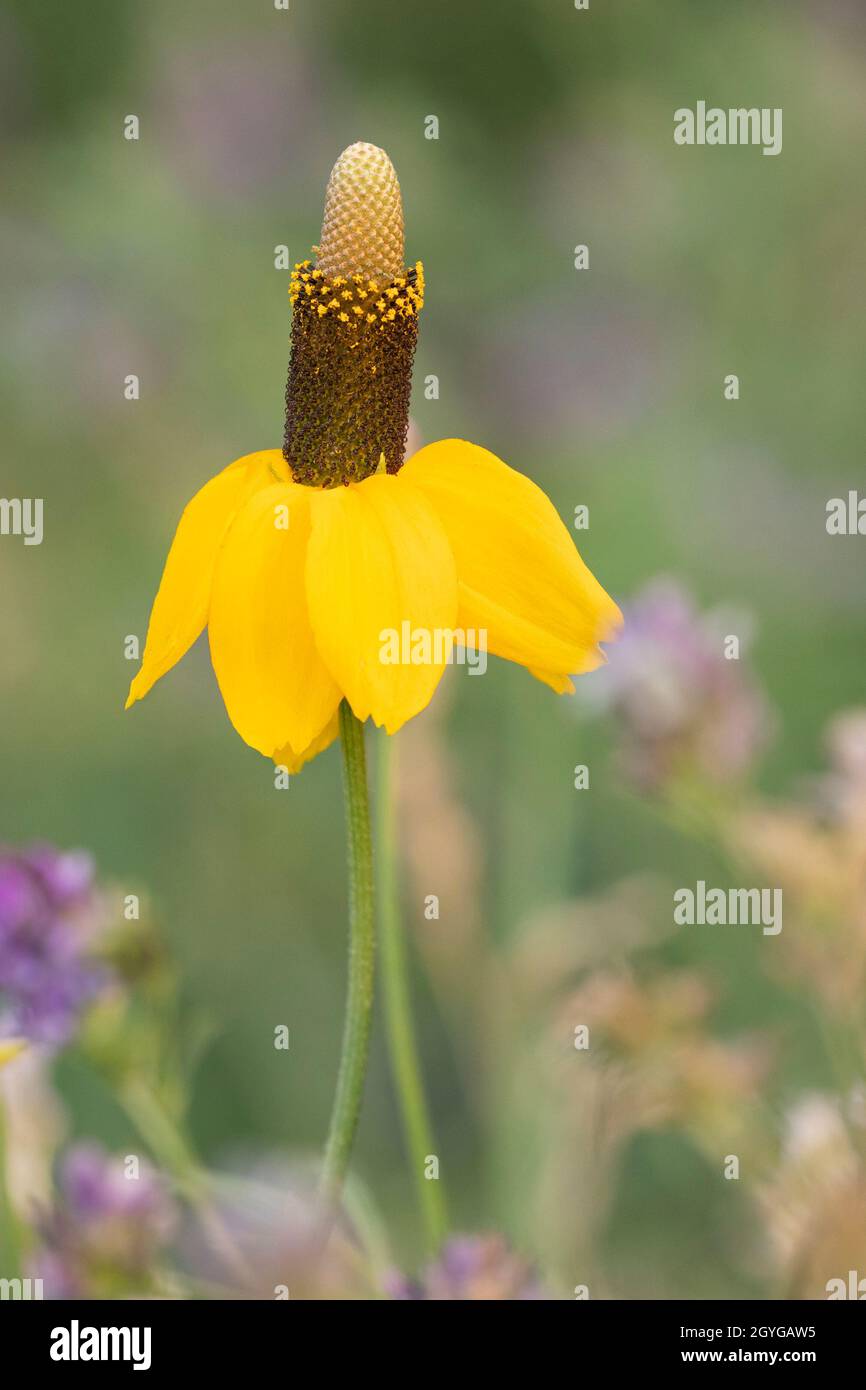 Die in einem Präriegrasland wachsende Wildblume Prairie Coneflower (Gelber Coneflower). Ratibida columnifera Stockfoto