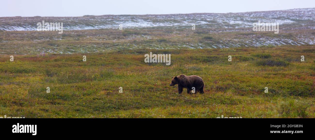 Ein GRIZZLY-BÄR (Ursus arctos horribilis) jagt im Tundra - DENALI NATIONAL PARK, ALASKA, Beeren Stockfoto