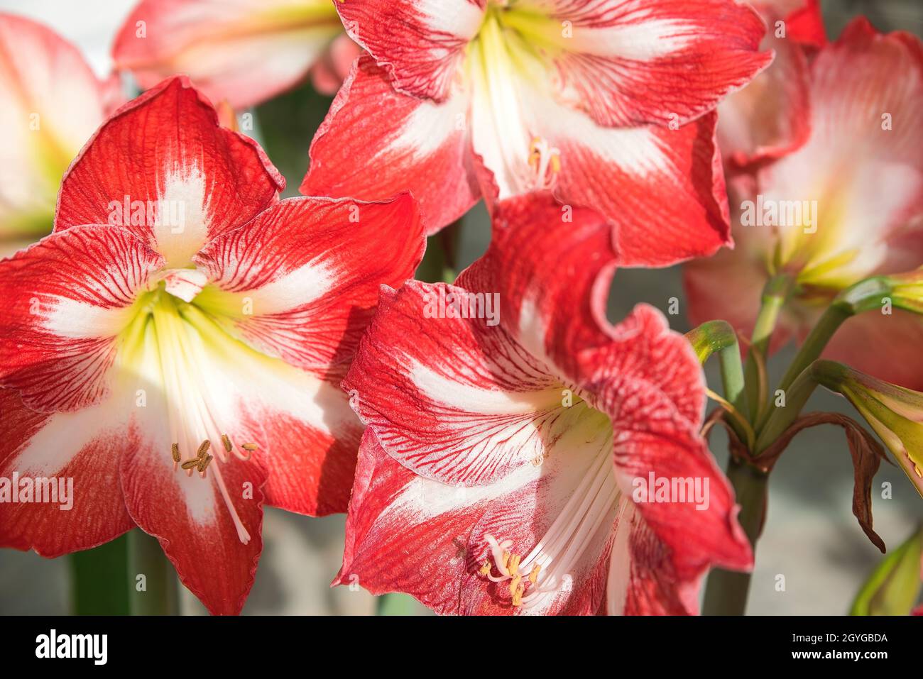 Hyppeastrum reginae, schöne exotische bunte Blume, Skopelos, Griechenland Stockfoto