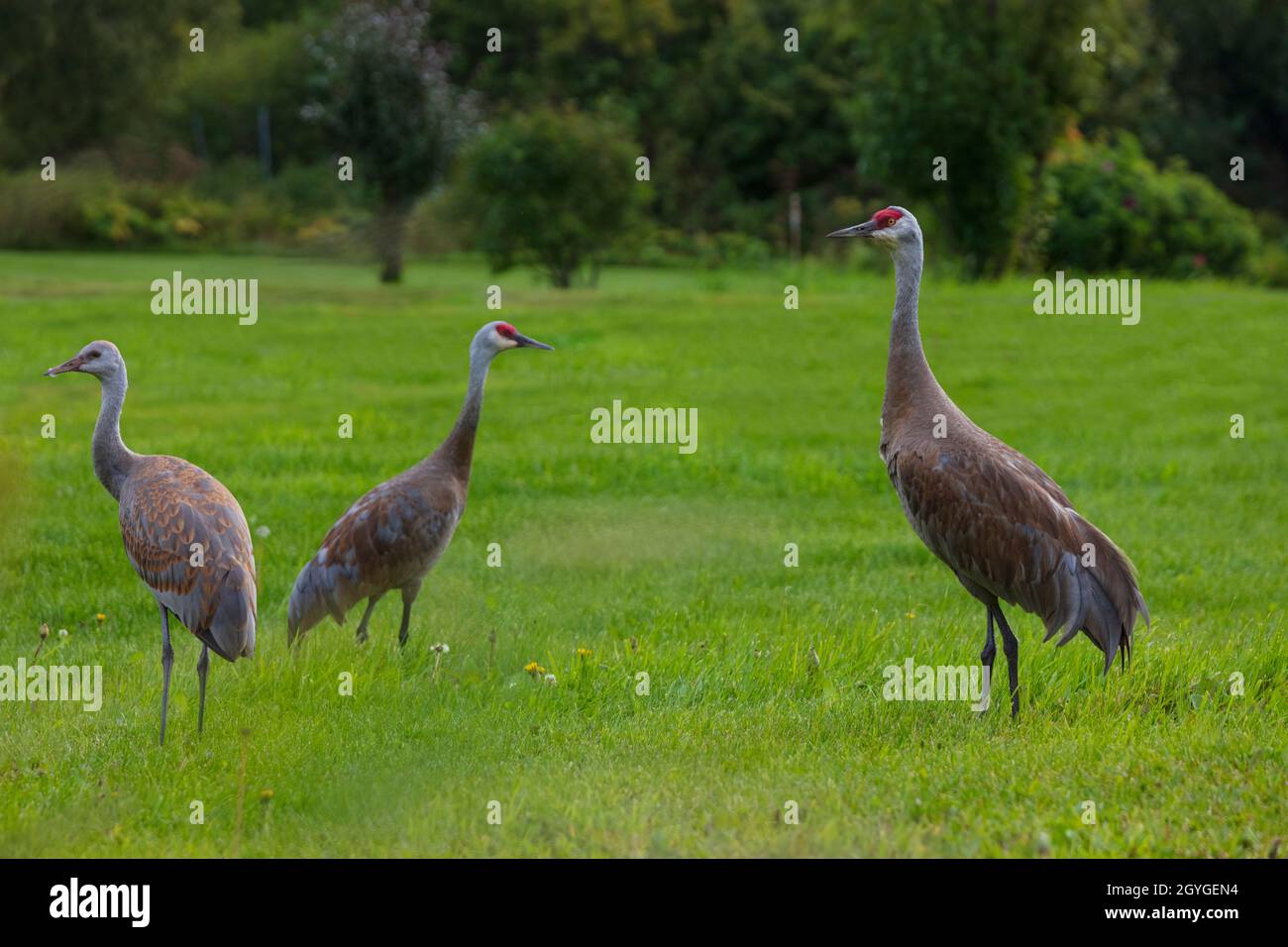 Eine Familie von SANDHILL-KRÄNEN (Grus canadensis) Futter auf einem Feld - HOMER ALASKA Stockfoto