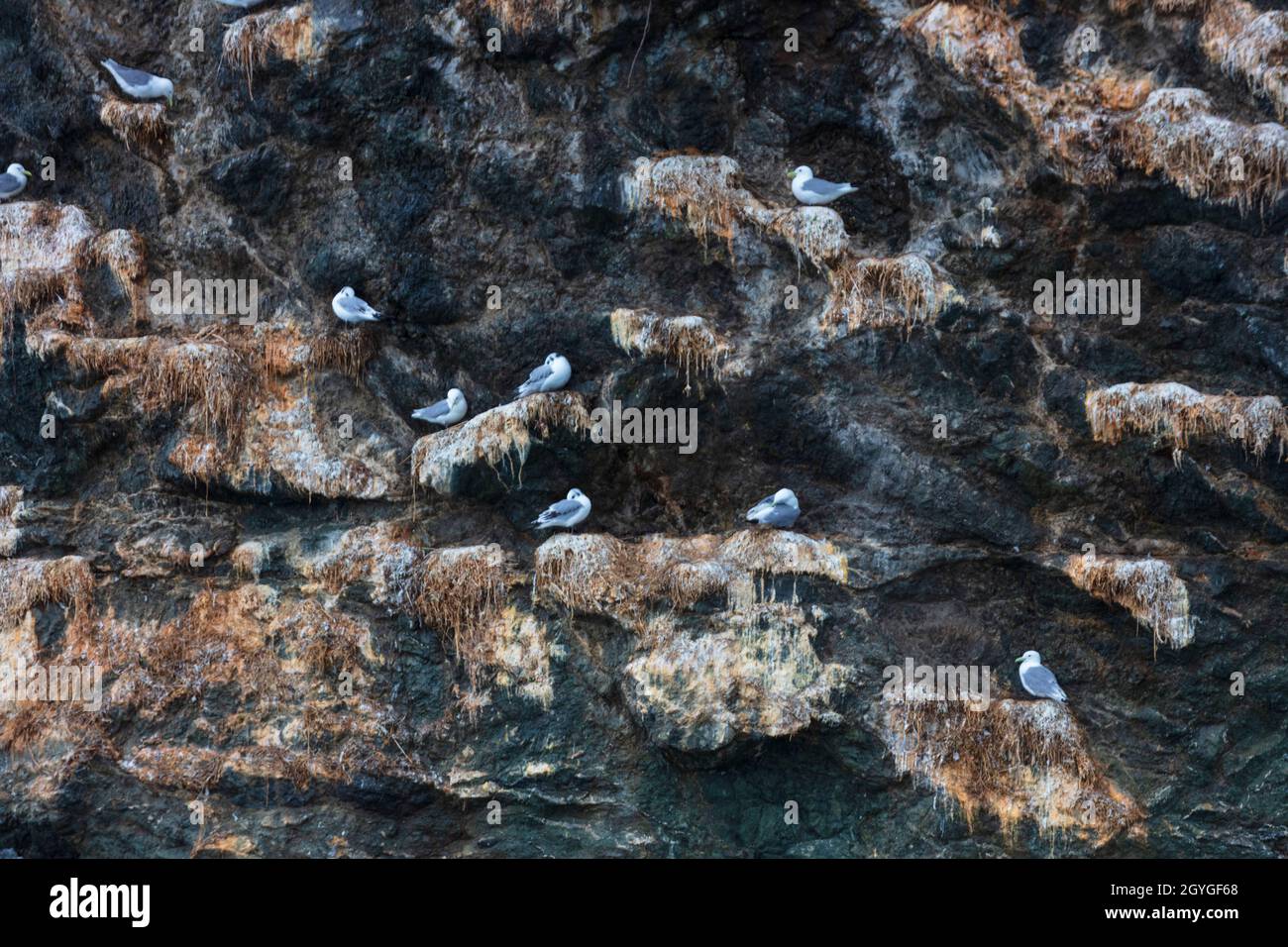 Nisting Glucous Möwen (L. hyperboreus) auf einem Felsen in RESURRECTION BAY in der Nähe VON SEWARD, ALASKA Stockfoto