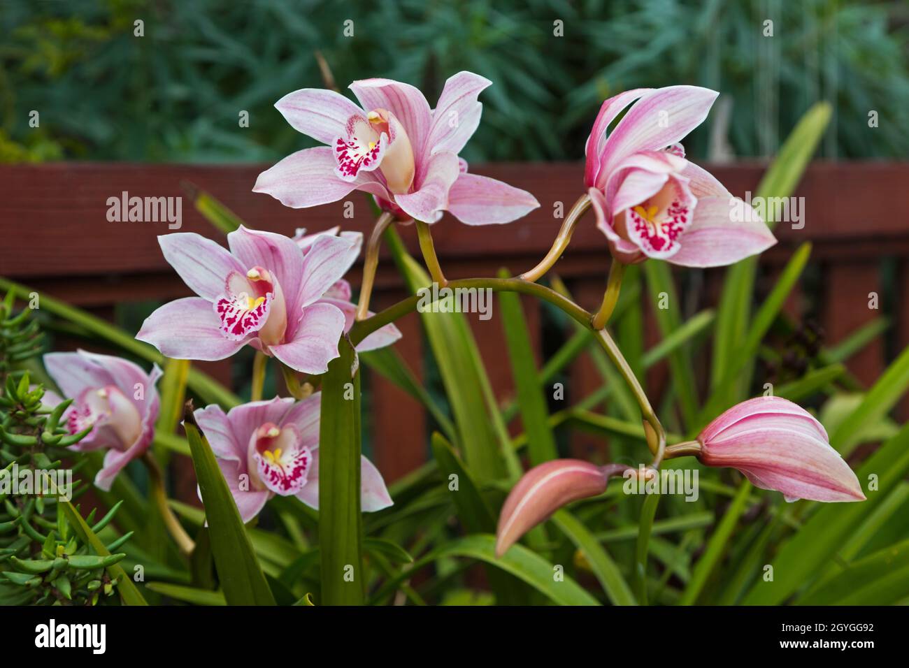 Stiele von CYMBIDIUM-ORCHIDEEN blühen in einem kalifornischen Hinterhof. Stockfoto