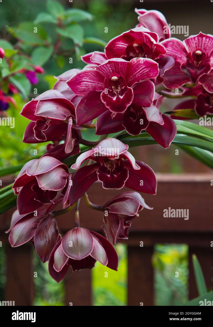 Stiele von CYMBIDIUM-ORCHIDEEN blühen in einem kalifornischen Hinterhof. Stockfoto