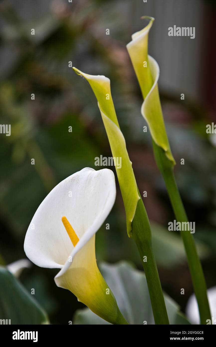 CALLA LILY in Blüte in einem kalifornischen Garten. Stockfoto