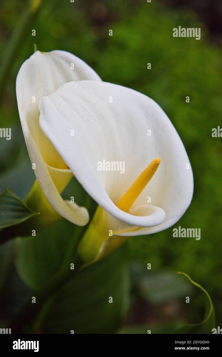 CALLA LILY in Blüte in einem kalifornischen Garten. Stockfoto