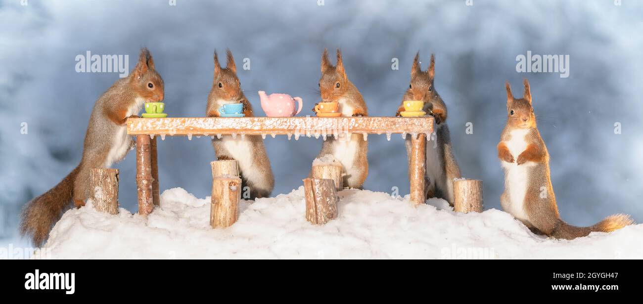 Rote Eichhörnchen stehen mit Tassen um einen Tisch Stockfoto