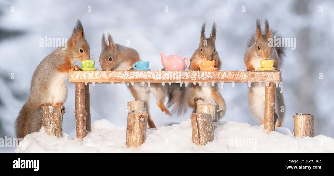 Rote Eichhörnchen stehen mit Tassen um einen Tisch Stockfoto