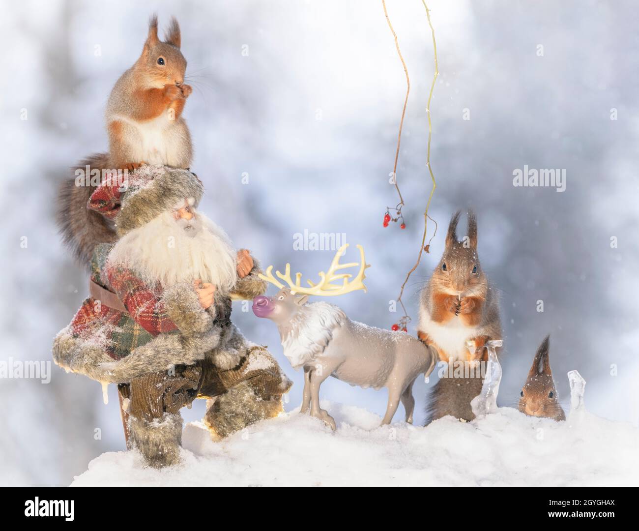 Rote Eichhörnchen stehen auf einem Rentier und einem weihnachtsmann im Schnee Stockfoto