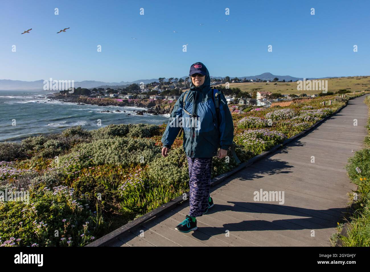 Die Gänseblümchen blühen entlang eines Wanderweges an der kalifornischen Küste - CAMBRIA CALIFORNIA Stockfoto