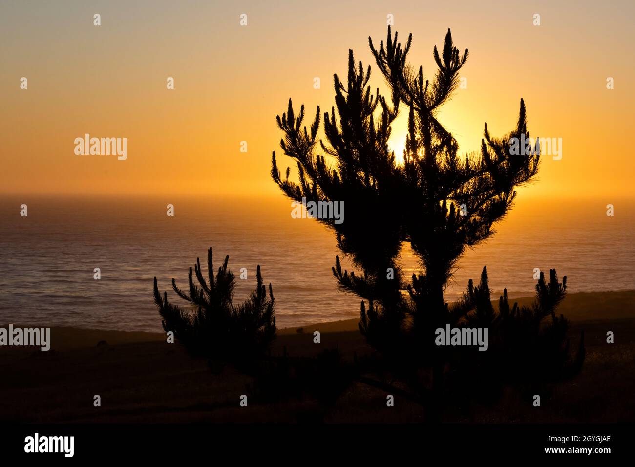 Sonnenuntergang über dem Pazifischen Ozean im Fiscalini Ranch Preserve über dem Bluff Trail - Cambria California Stockfoto