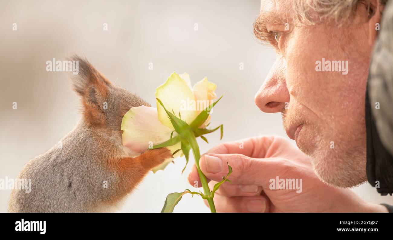 Der Mensch hält eine Rose und ein rotes Eichhörnchen, das sie riecht Stockfoto