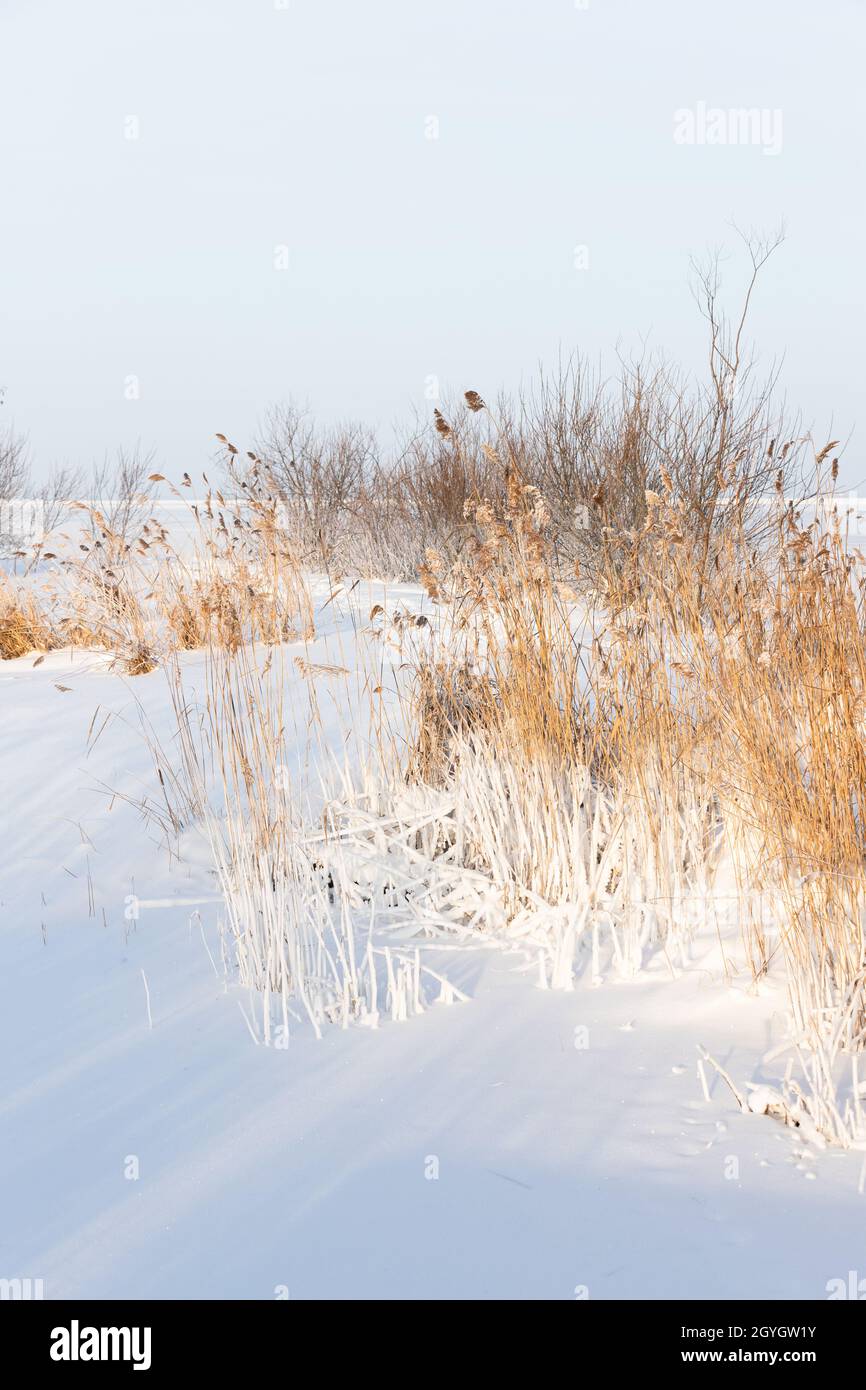 Winterlandschaft mit trockenem Küstenschilf in weißem Schnee an einem sonnigen Tag, natürliches vertikales Foto, das an der Küste des Finnischen Meerbusens aufgenommen wurde Stockfoto