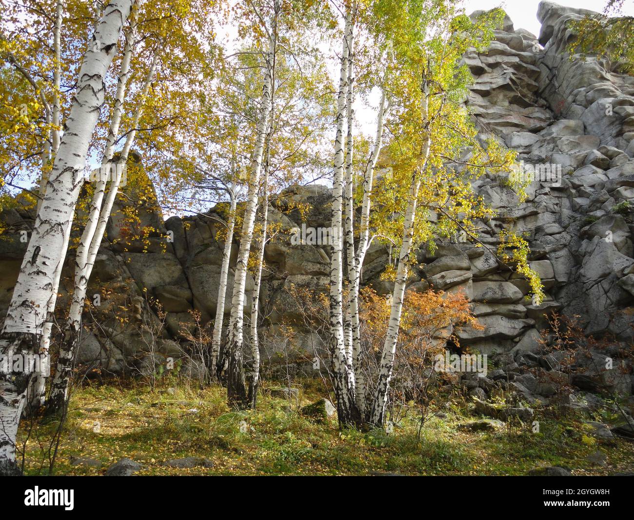 Indischer Sommer in den Bergen, vor dem Hintergrund von abgerundeten Felsen, Birken mit gelben Blättern, Herbst. Mount Shikhan, Region Tscheljabinsk, Ru Stockfoto