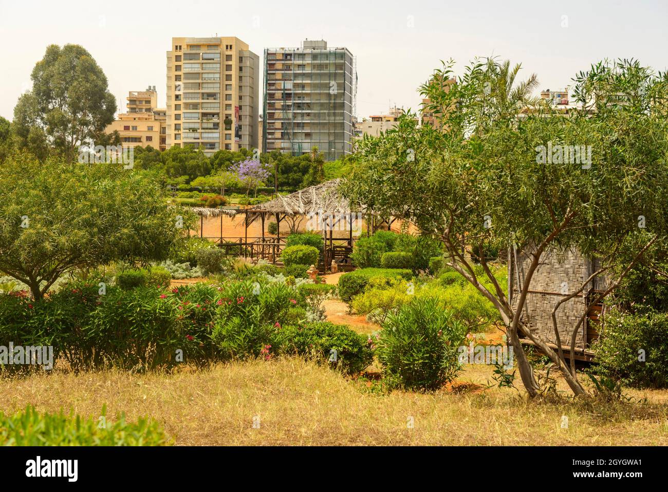 LIBANON, BEIRUT, MAZRAA, HORSH BEIRUT (BOIS DES PINS) IST DIE WICHTIGSTE GRÜNZONE DER STADT BEIRUT Stockfoto