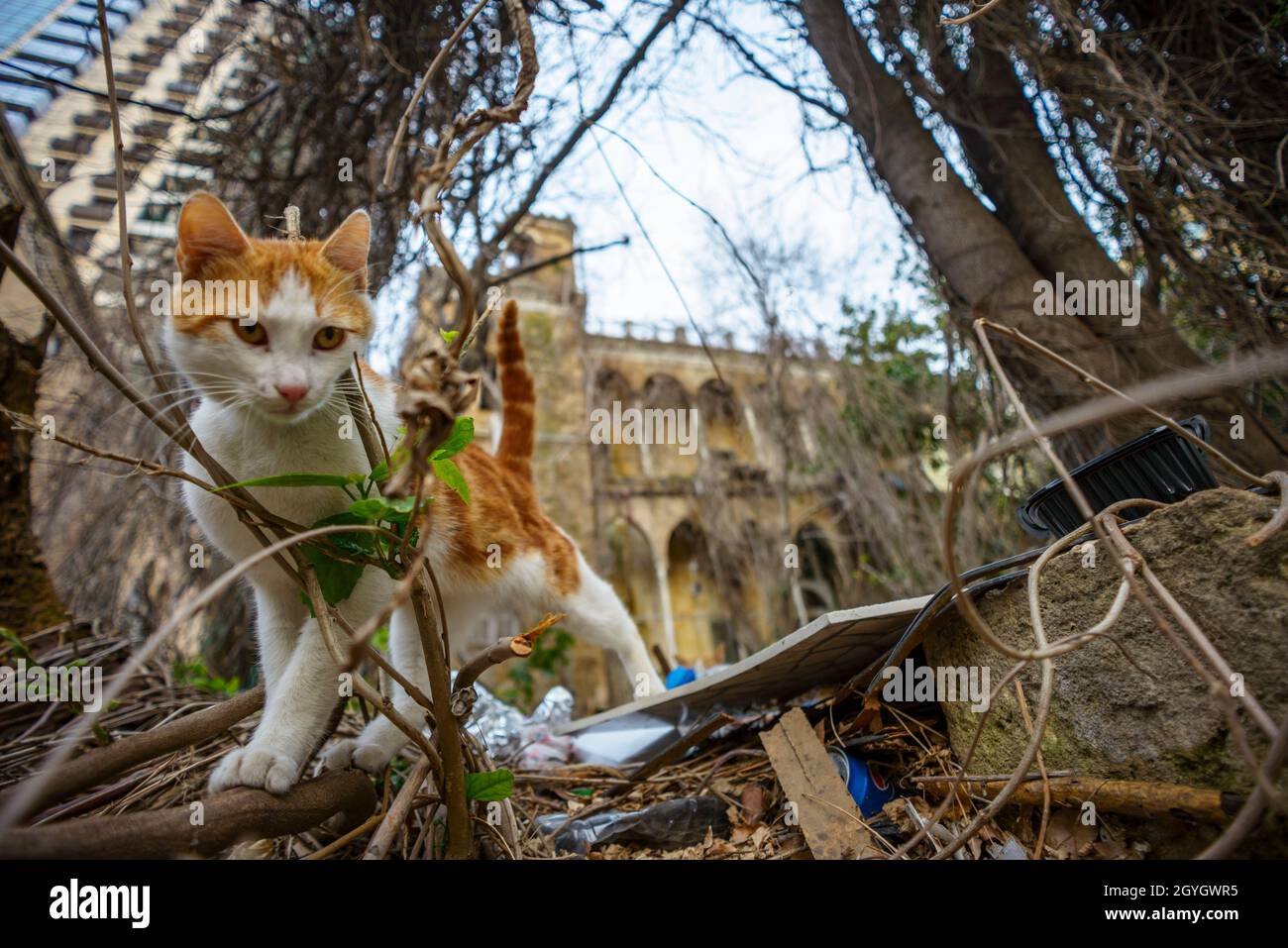 LIBANON, BEIRUT, ZOKAK EL-BLAT, CAT VOR DEM QASR ZIAD? IM BEZIRK ZOKAK EL-BLAT Stockfoto