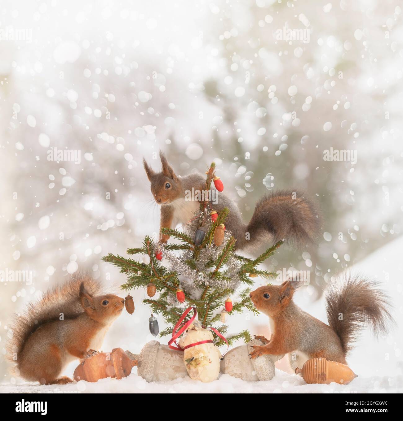 Rote Eichhörnchen stehen um einen weihnachtsbaum herum Stockfoto