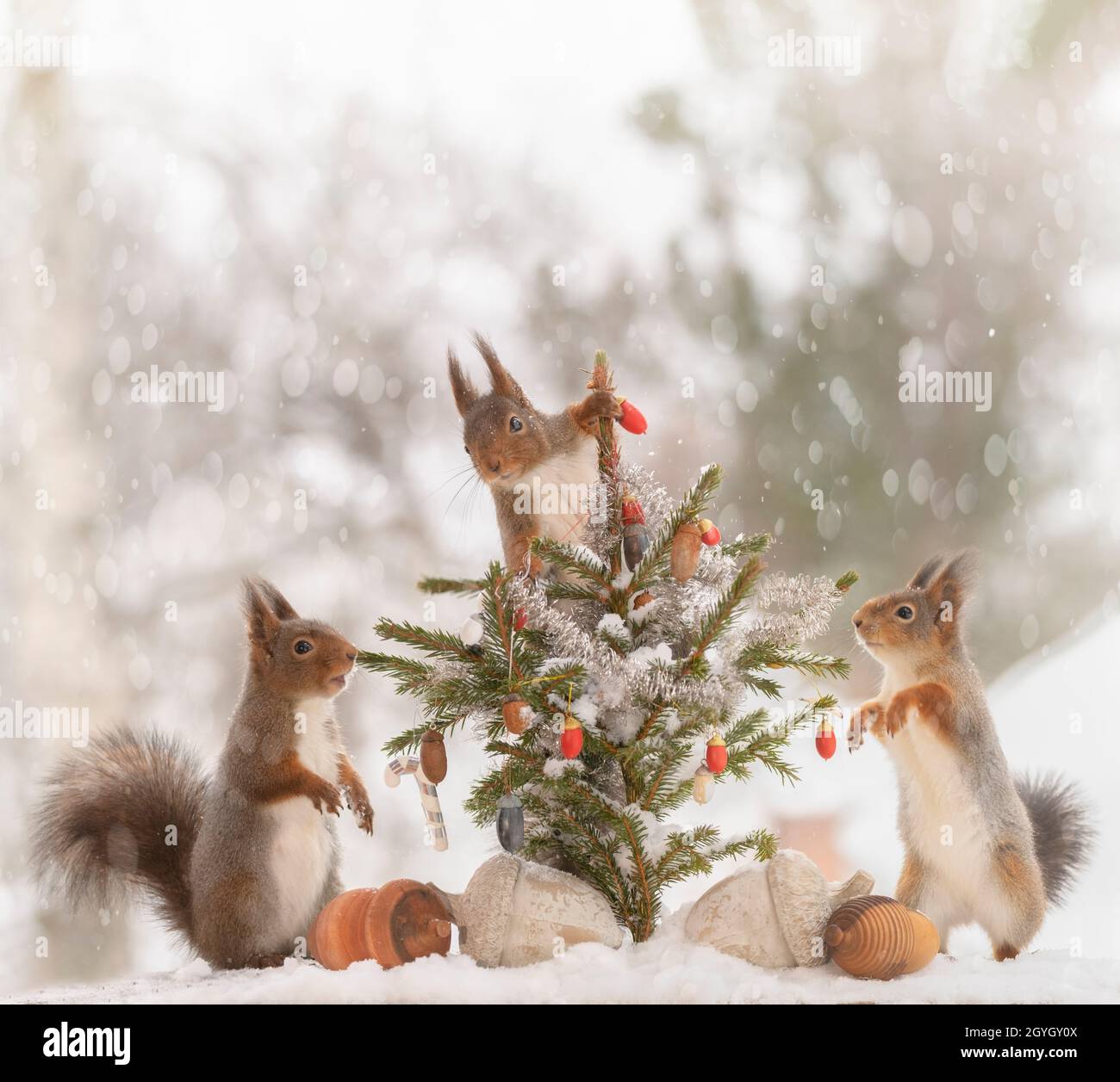 Rote Eichhörnchen stehen in und um einen weihnachtsbaum Stockfoto