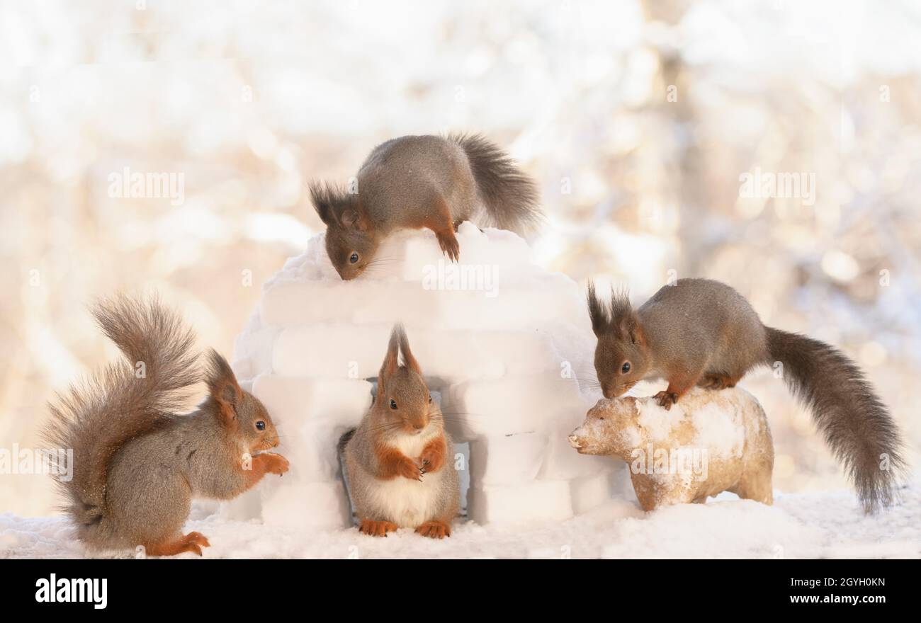 Rote Eichhörnchen stehen mit einem Iglu und Eisbär Stockfoto