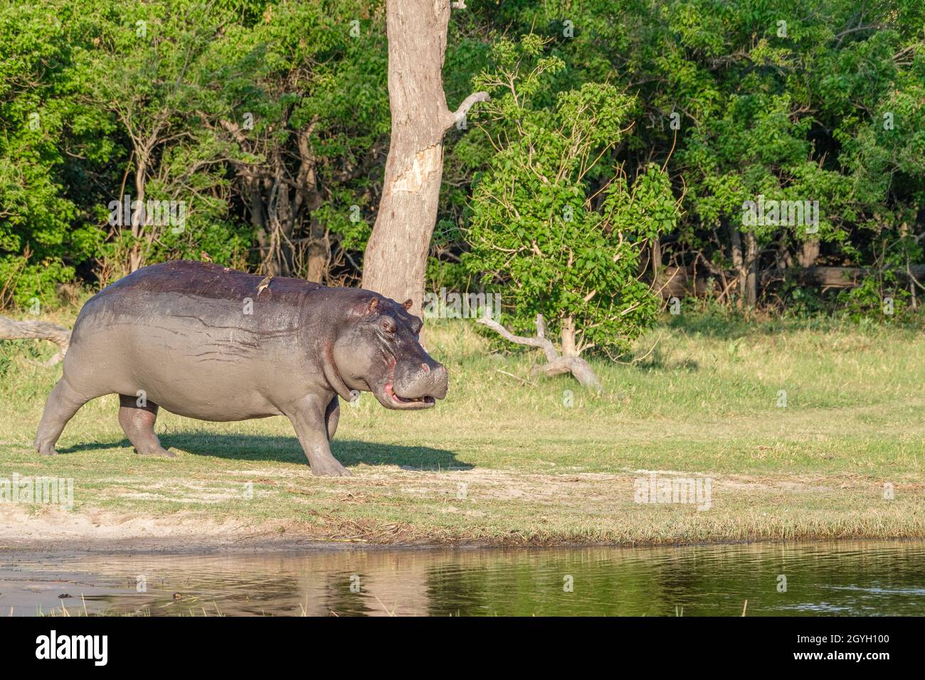 Hippo (Hippopotamus amphibius) geht zum Fluss, Okavango Delta, Botswana, Afrika Stockfoto