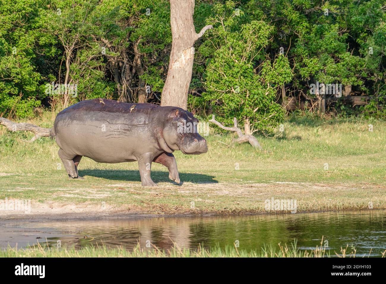 Hippo (Hippopotamus amphibius) geht zum Fluss, Okavango Delta, Botswana, Afrika Stockfoto