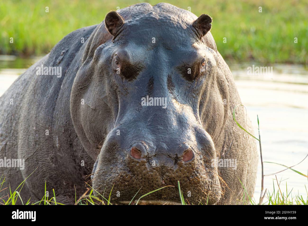 Hippo (Hippopotamus amphibius) geht zum Fluss, Okavango Delta, Botswana, Afrika Stockfoto