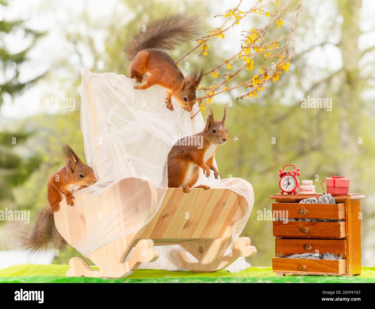 Rote Eichhörnchen stehen in einem Bett Stockfoto