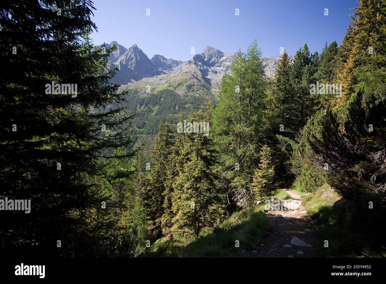Kiefernwald und Gipfel in den Stubaier Alpen, Österreich Stockfoto