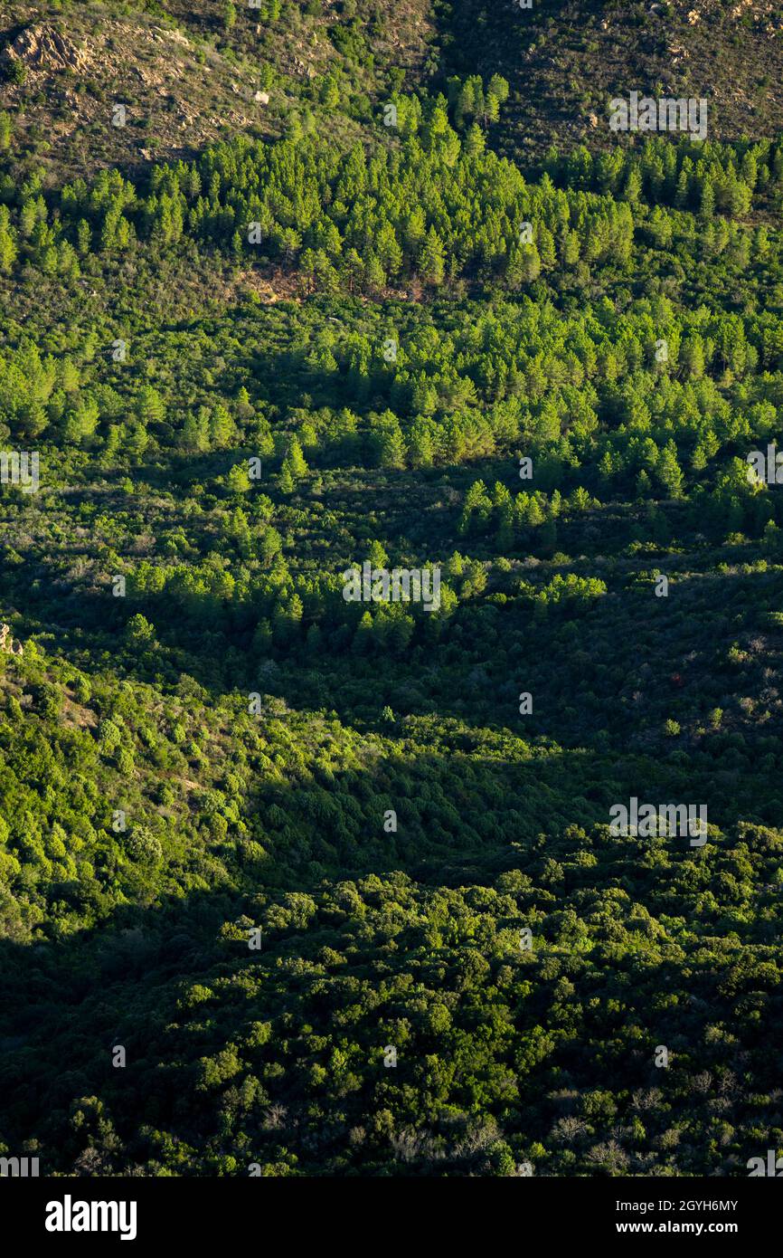 Blick von oben, atemberaubende Aussicht auf ein Tal mit einigen Kiefern, die während eines wunderschönen Sonnenaufgangs beleuchtet werden. Vedetta Monte Pino, Olbia, Sardinien, Italien. Stockfoto