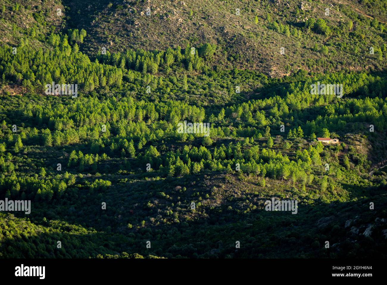 Blick von oben, atemberaubende Aussicht auf ein Tal mit einigen Kiefern, die während eines wunderschönen Sonnenaufgangs beleuchtet werden. Vedetta Monte Pino, Olbia, Sardinien, Italien. Stockfoto