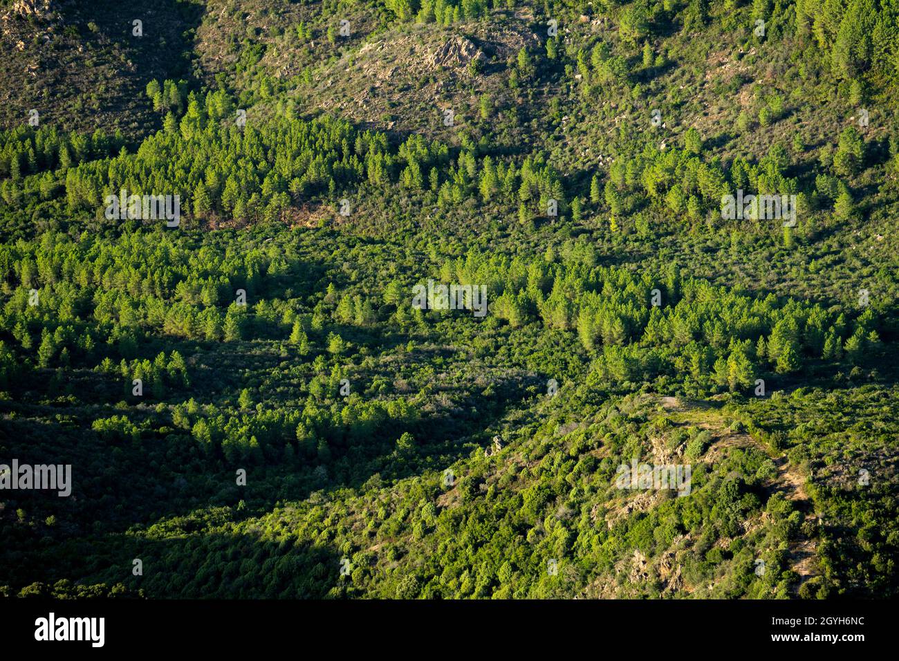 Blick von oben, atemberaubende Aussicht auf ein Tal mit einigen Kiefern, die während eines wunderschönen Sonnenaufgangs beleuchtet werden. Vedetta Monte Pino, Olbia, Sardinien, Italien. Stockfoto