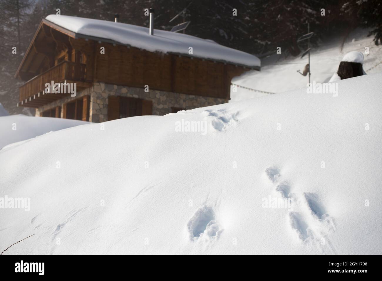 Fußabdrücke von Schneehasen (Lepus timidus) im Schnee. Stockfoto