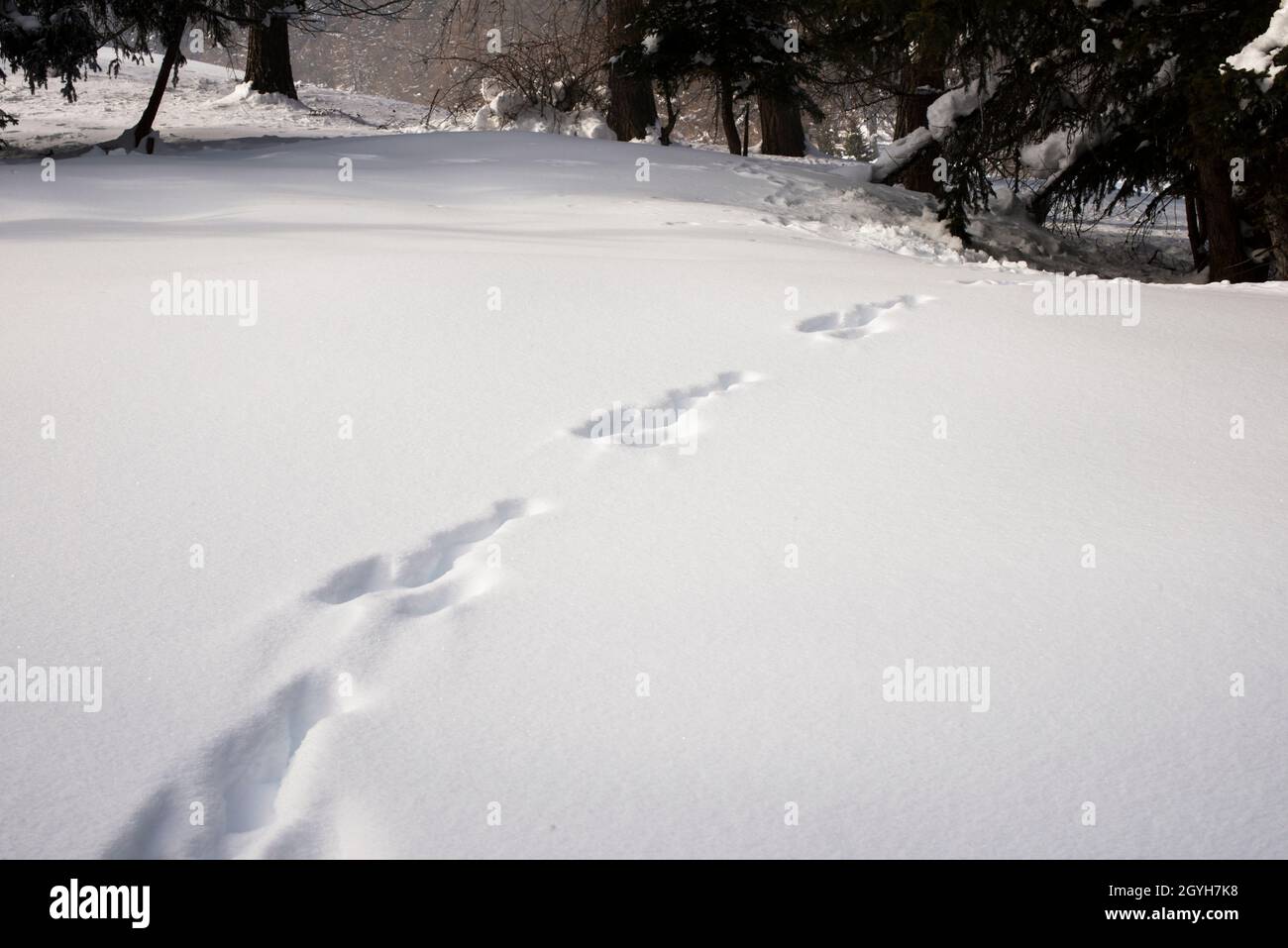 Fußabdrücke von Schneehasen (Lepus timidus) im Schnee. Stockfoto
