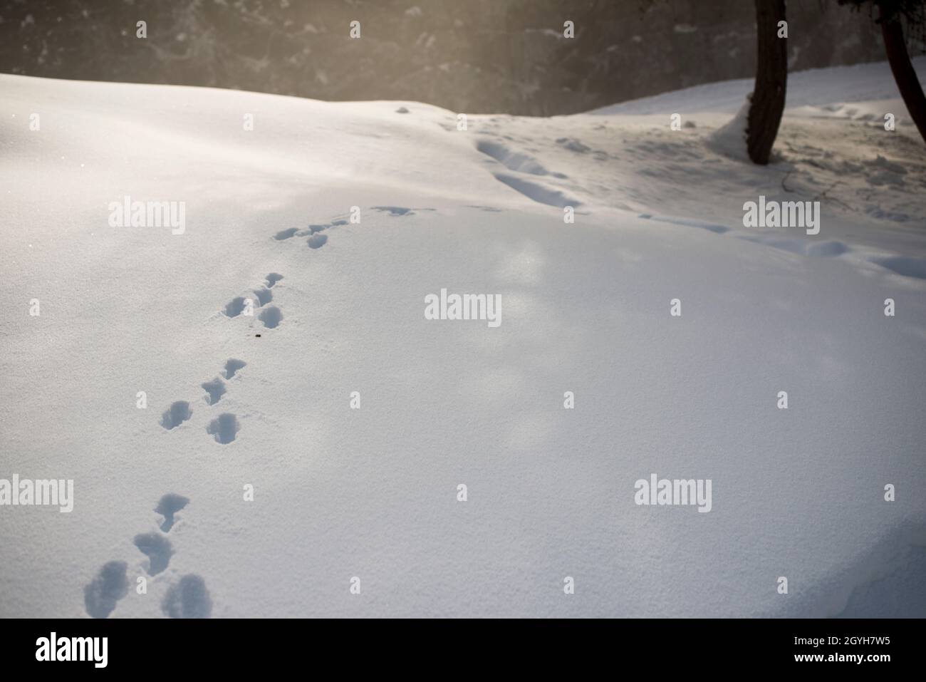 Fußabdrücke von Schneehasen (Lepus timidus) im Schnee. Stockfoto