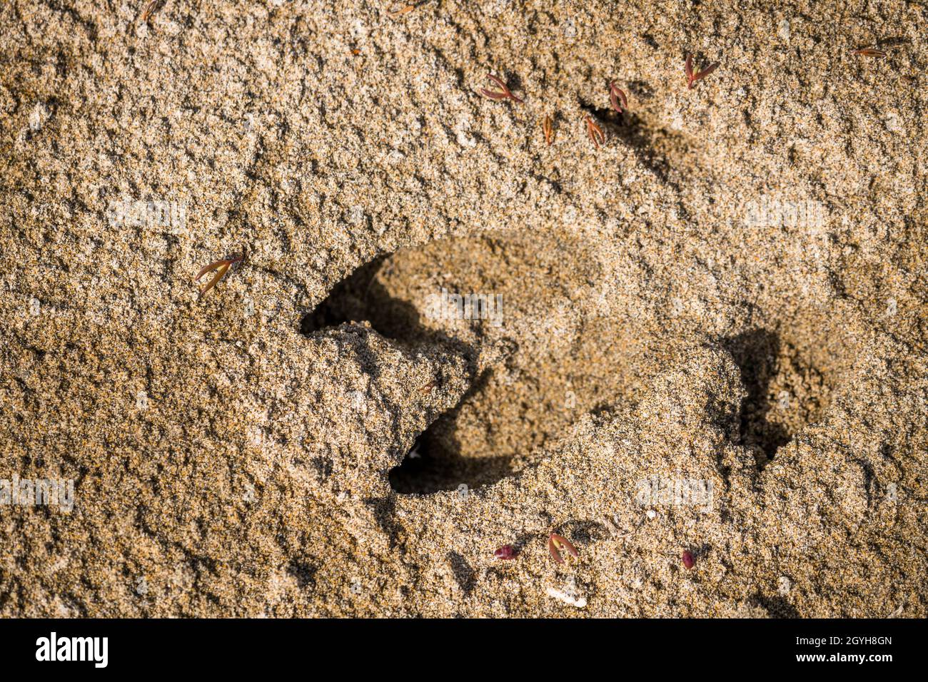Wildschwein (Sus scrofa), Fußabdruck im Sand Stockfoto