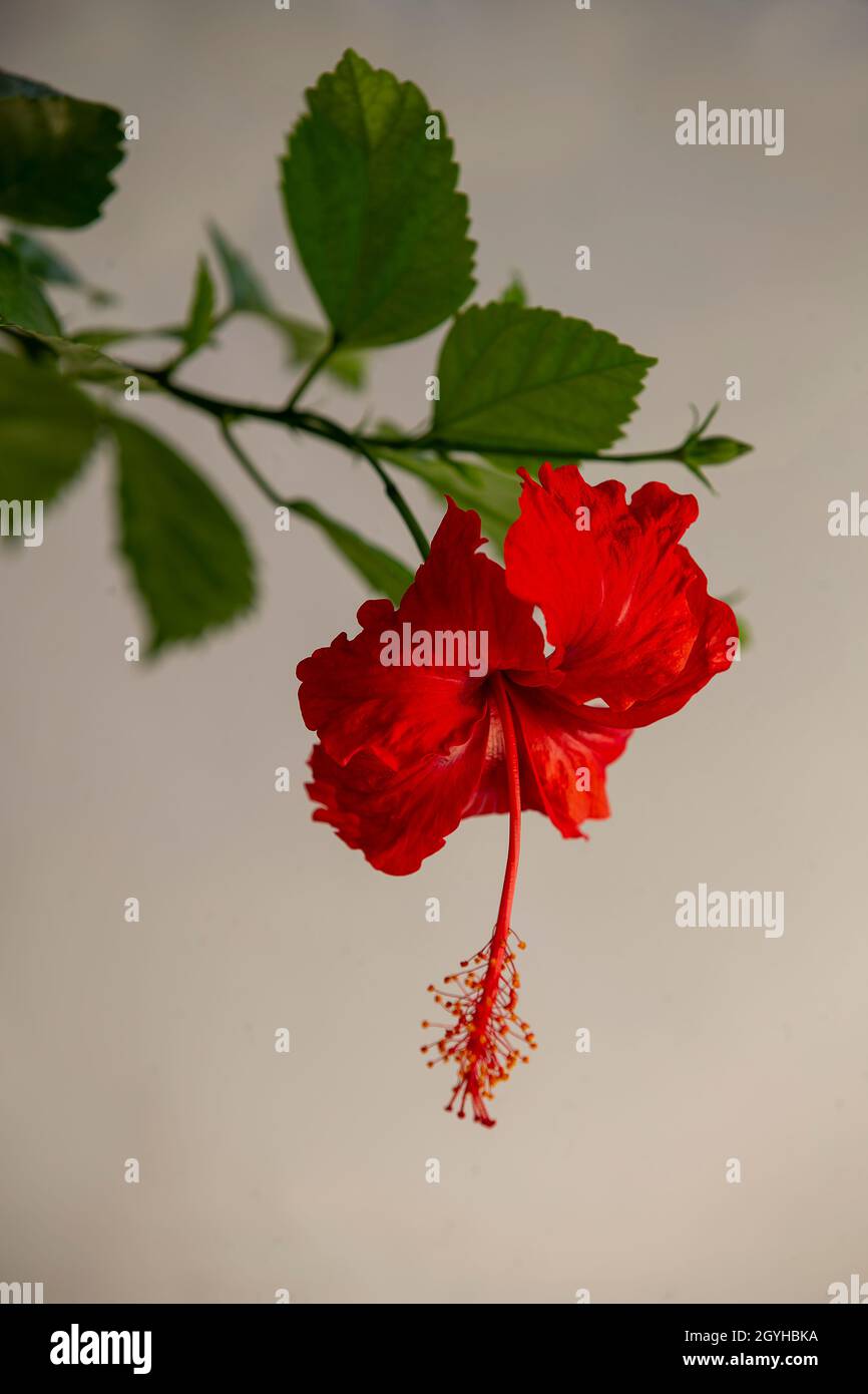 Die Hibiskus-Portraitfotografie Stockfoto