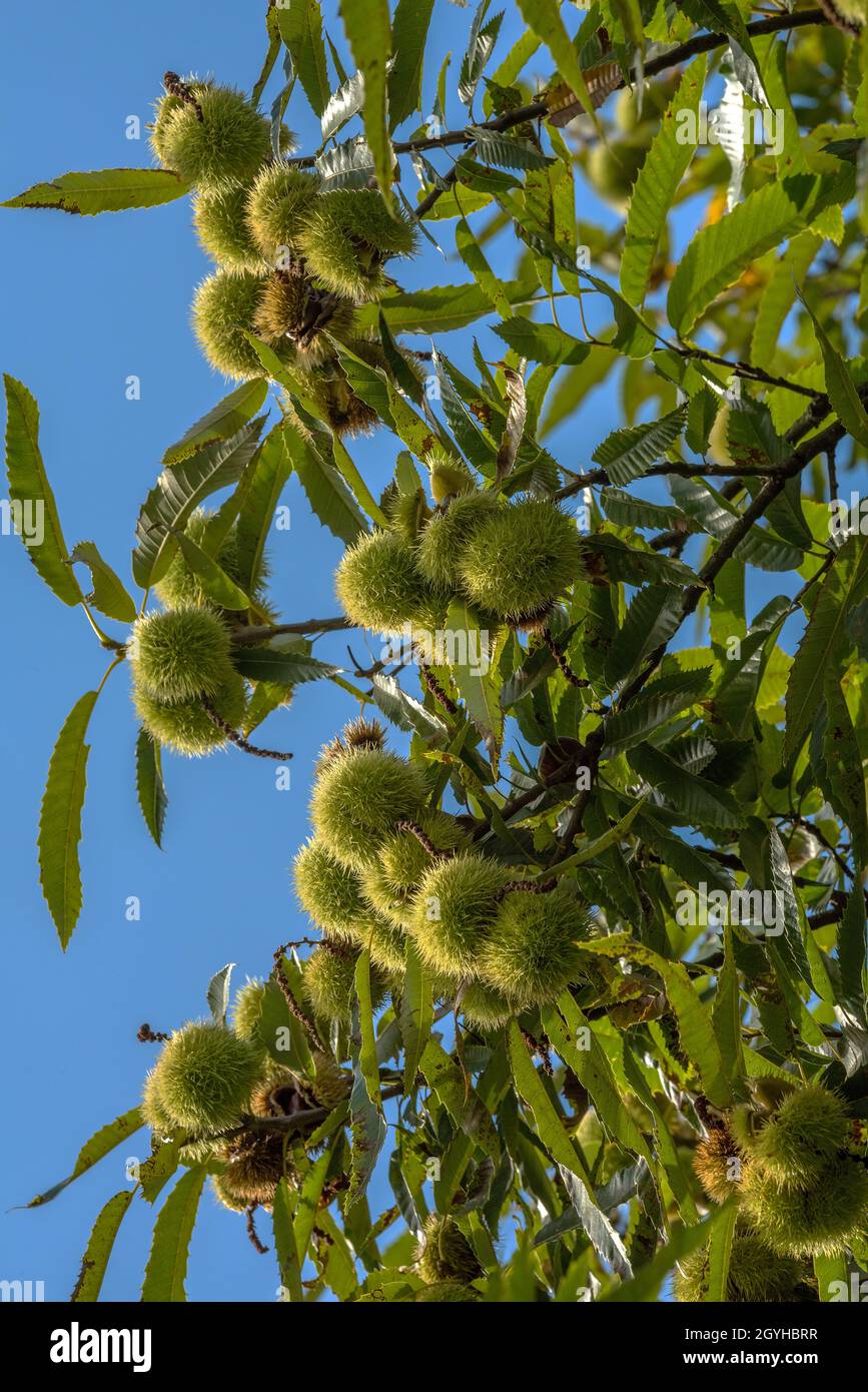 Kastanie Castanea sativa reife Frucht auf einem Zweig Stockfoto