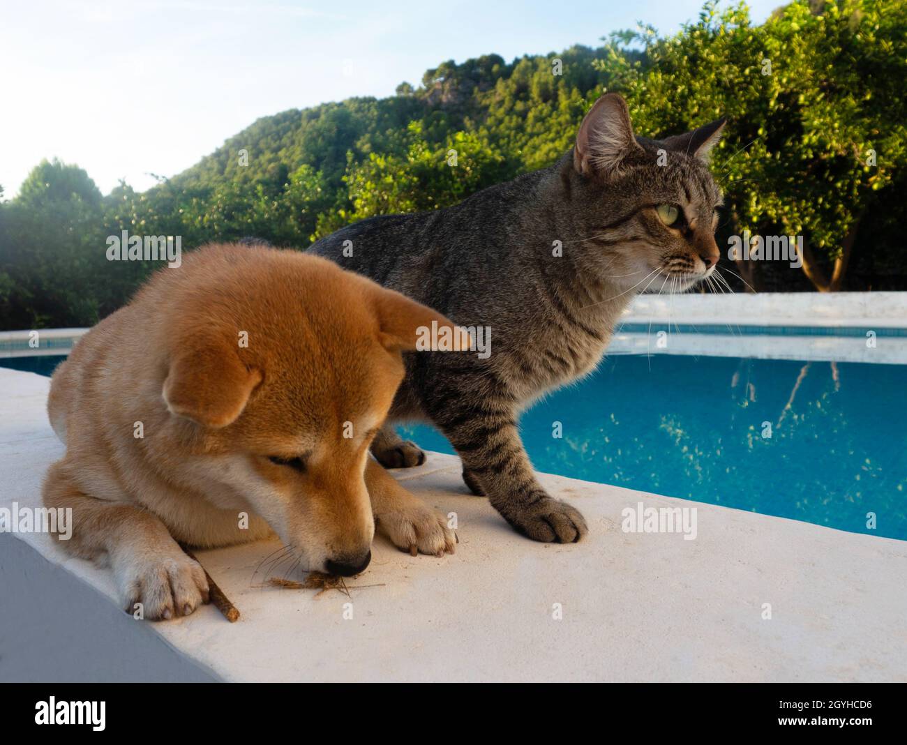 Shiba Inu Welpe und sein Freund gestreiften Kätzchen Stockfoto