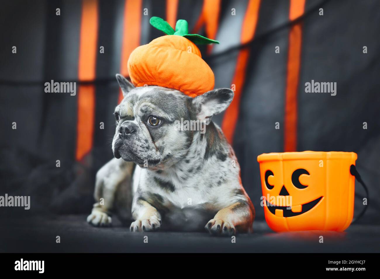 Lustige französische Bulldogge mit Halloween Kürbis Kostüm Hut vor schwarzen und orangen Papierstreamern Stockfoto