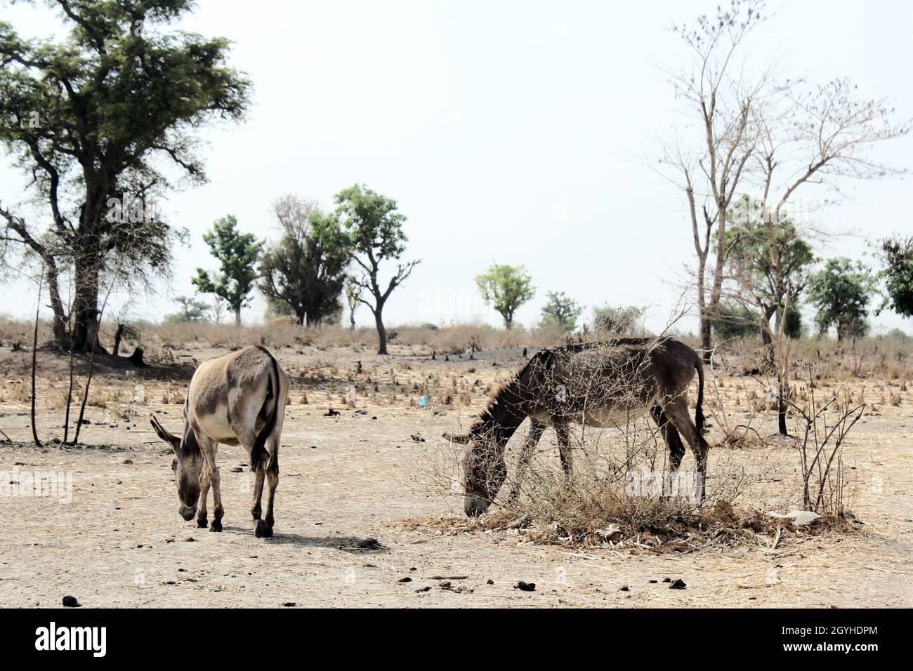 Kühe auf der Suche nach Nahrung während der Trockenzeit. Nigeria. Stockfoto