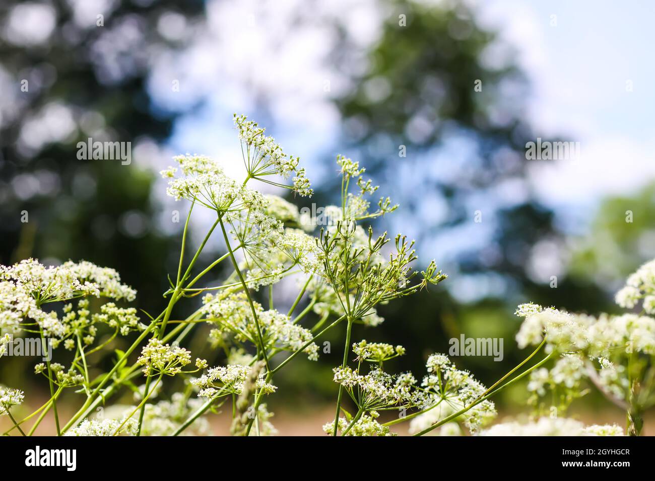Aegopodium podagraria Pflanze mit weißen Blüten, Goutweed, der Bodenälteste, Schnee-auf-dem-Berg, Bishop's Weed Stockfoto