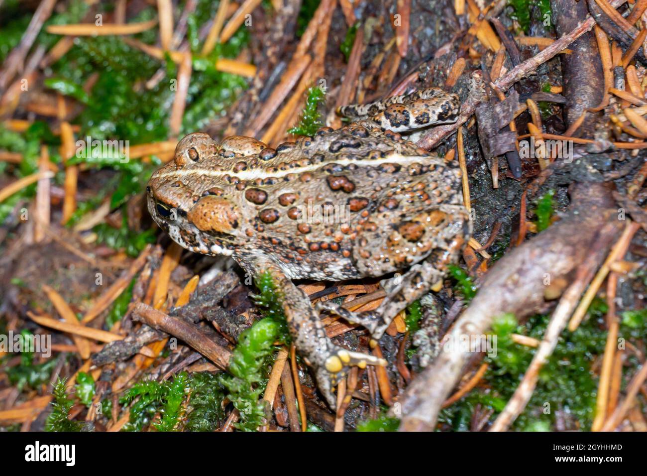 Nahaufnahme der westlichen Kröte. Anaxyrus boreas. Stockfoto