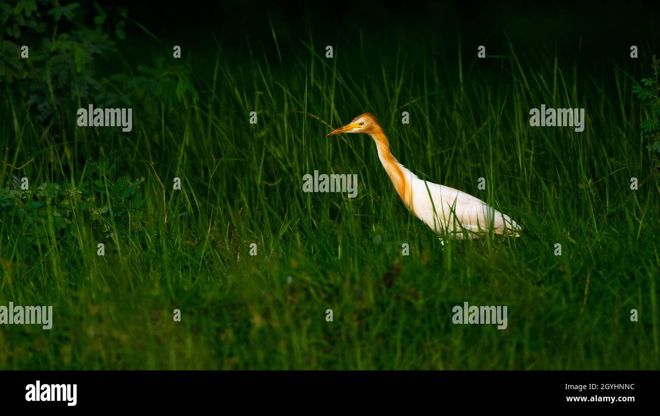 Low-Key-Bild von Rinderreiher Stockfoto