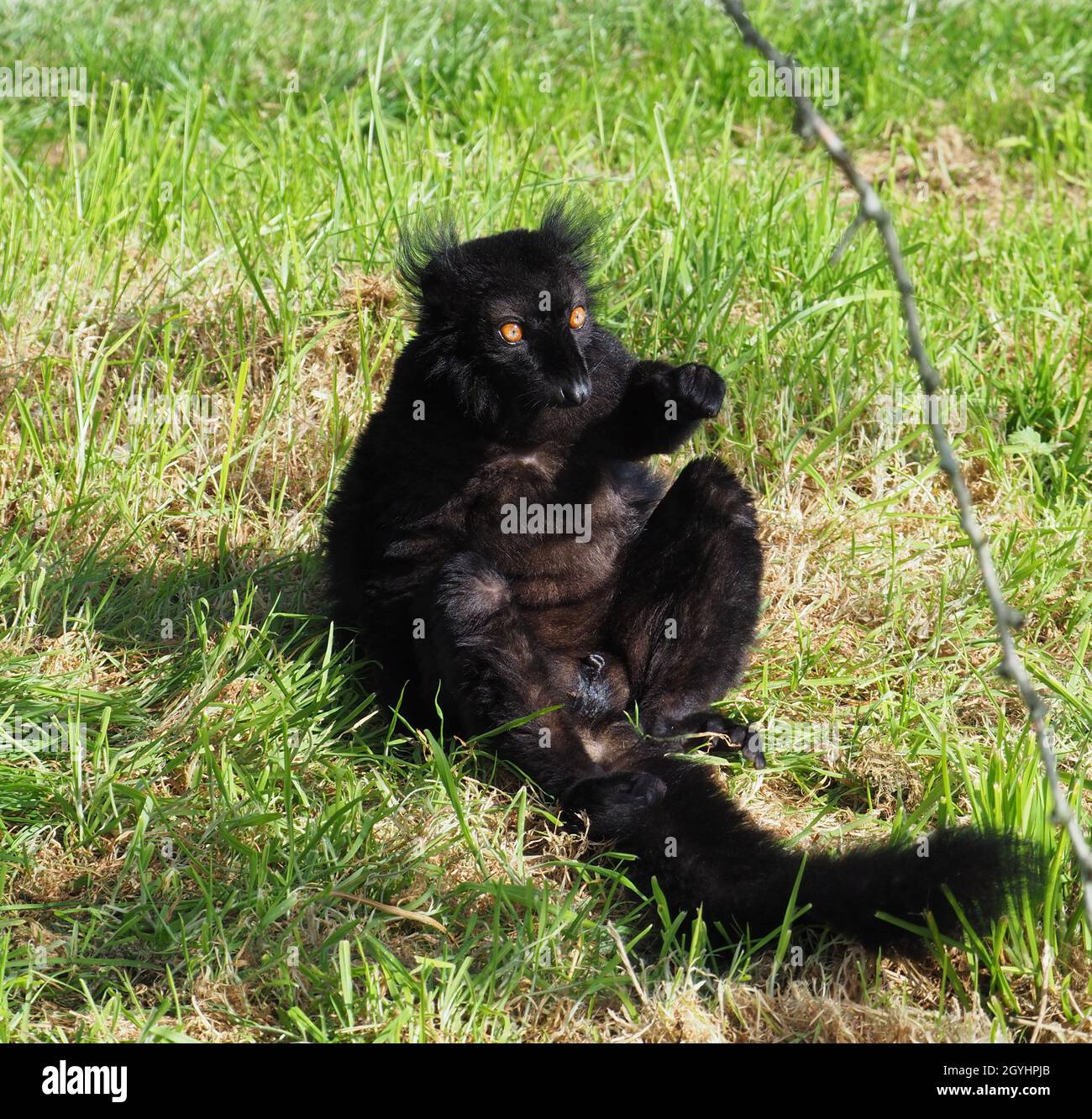 Männlicher schwarzer Lemur, der den herbstlichen sonnigen Tag genießt und einige Strahlen fängt Stockfoto