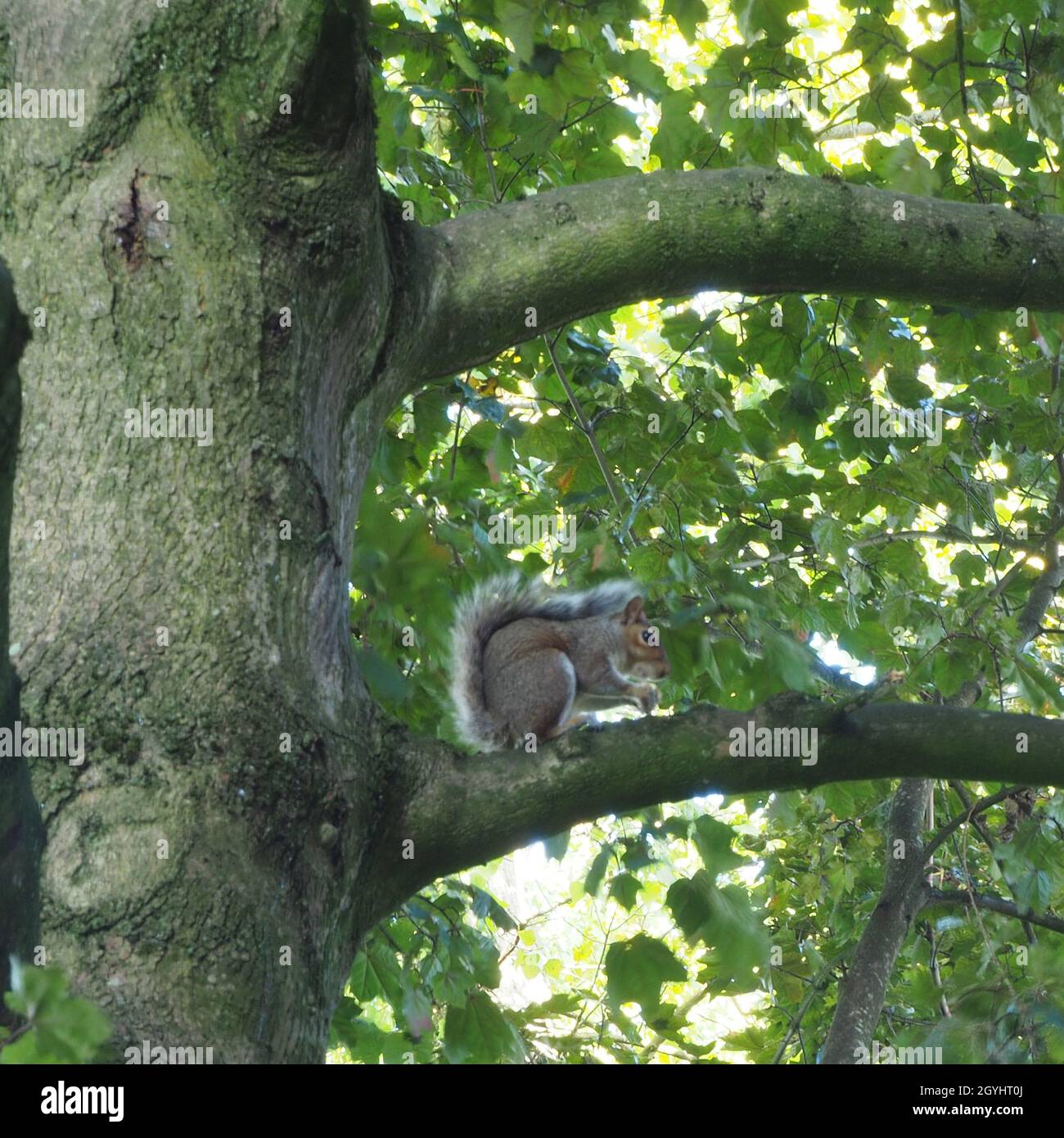 Graues Eichhörnchen hoch oben in einem Baum, der an einem Conker knabbert Stockfoto