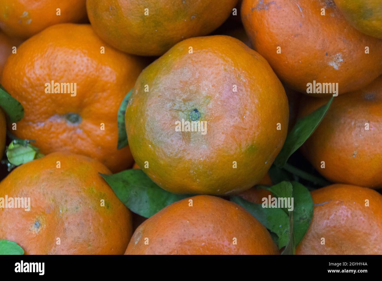 Bio frische Mandarine in Guatemala geerntet, tropische Früchte. Frische Mandarine, Citrus reticulata. Stockfoto