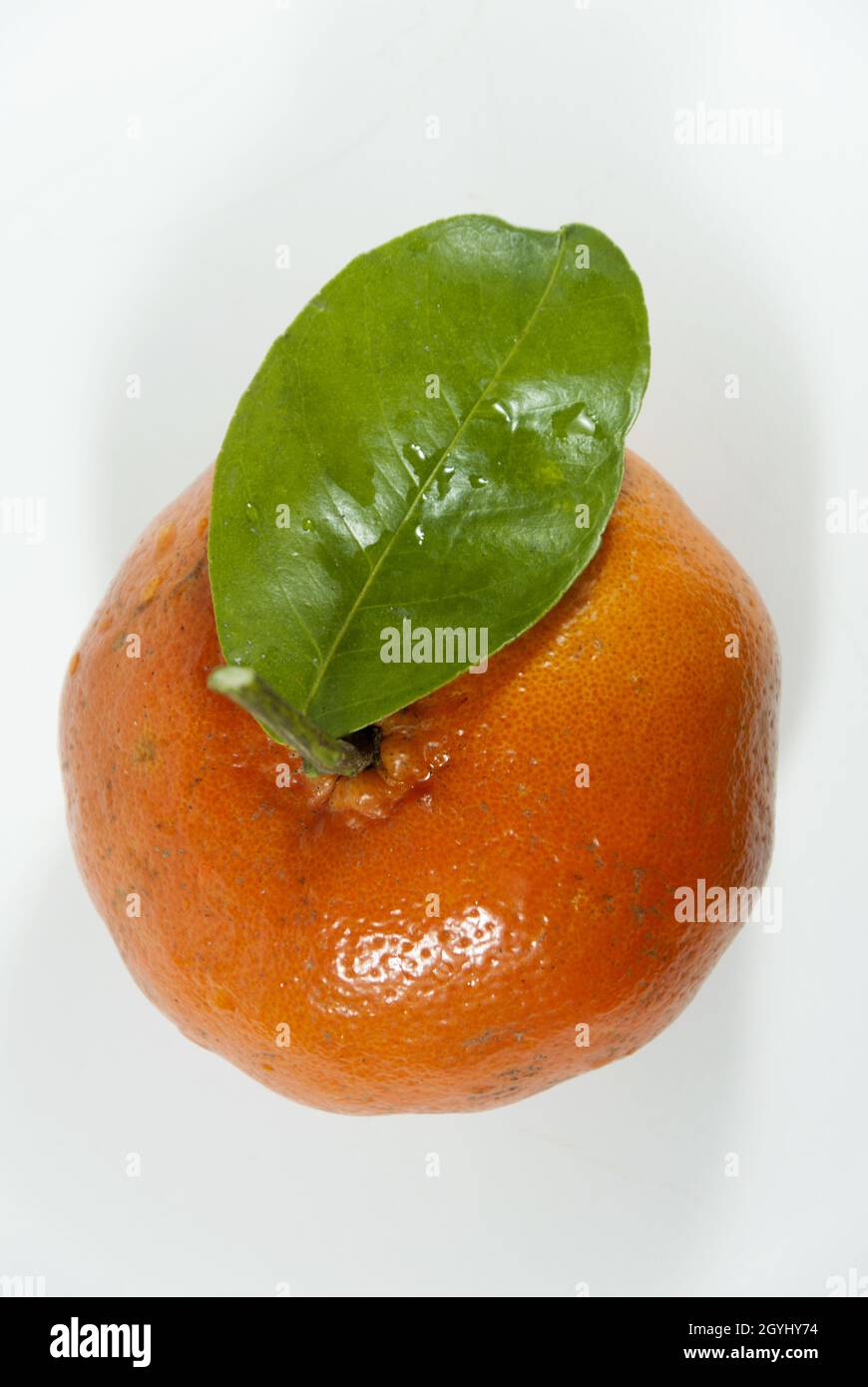 Bio frische Mandarine in Guatemala geerntet, tropische Früchte. Frische Mandarine, Citrus reticulata. Stockfoto