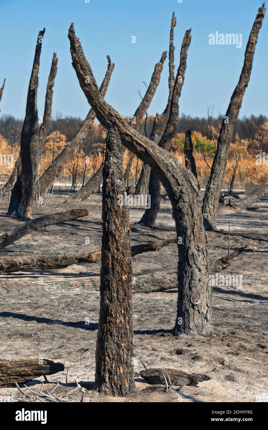 Campomarino (CB),Molise Region,Italien:Was bleibt nach dem Pinienwaldbrand, der im August 2021 an der Küste von Campomarino Lido (CB) stattfand. Stockfoto