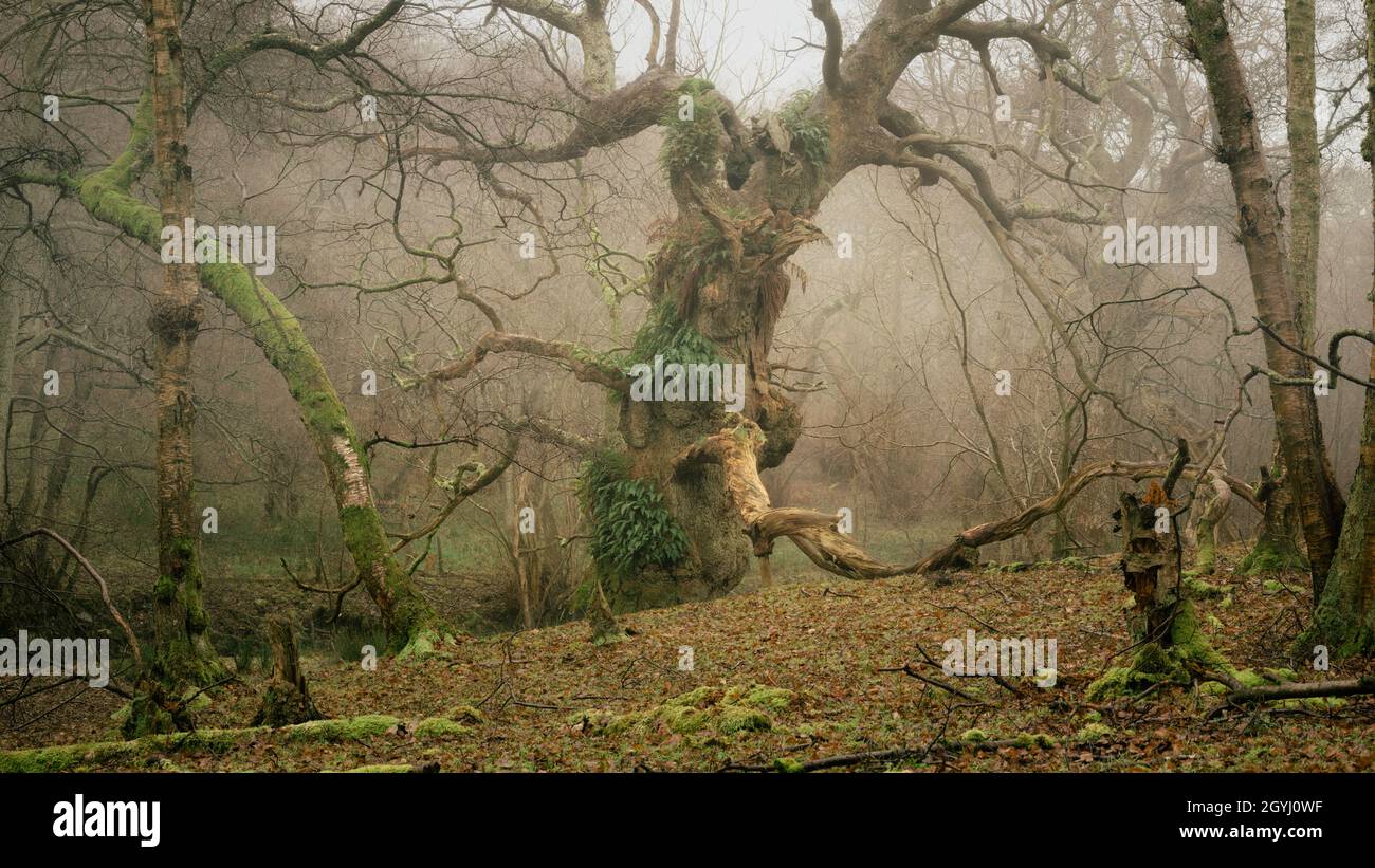 Waldgebiet in Farndale, North York Moors Stockfoto