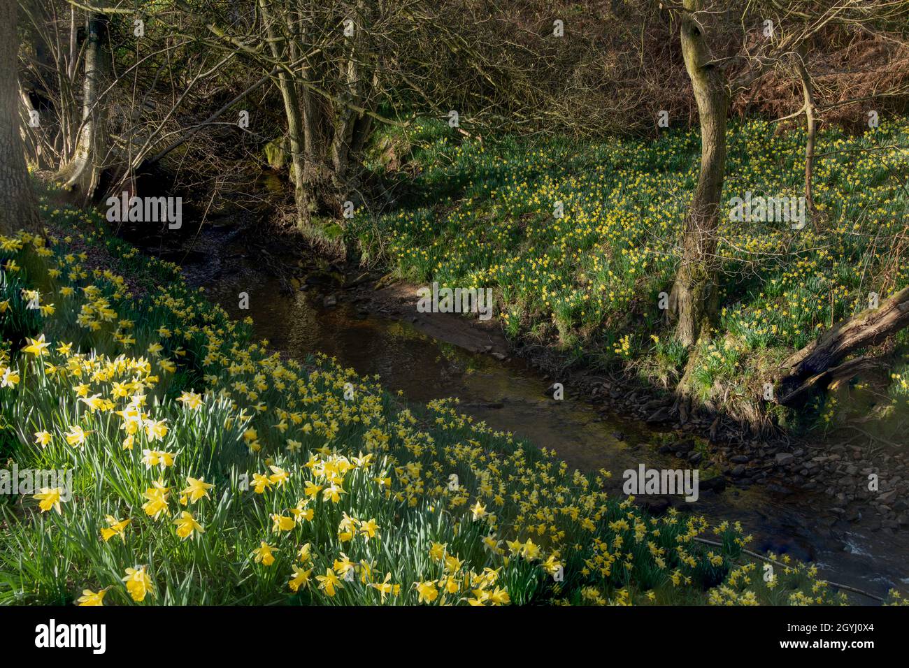 Waldgebiet in Farndale, North York Moors Stockfoto